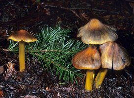 Hygrocybe_conica(mgw-08).jpg