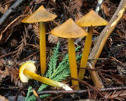 Hygrocybe_conica(mgw-10).jpg