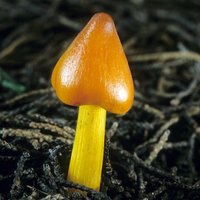 Hygrocybe_conica(mgw-11).jpg