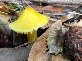 Hygrocybe_flavescens(db-01).jpg