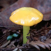 Hygrocybe_flavescens(tg-01).jpg