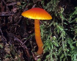 Hygrocybe_miniata(mgw-01).jpg