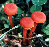 Hygrocybe_miniata(td).jpg