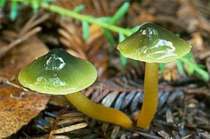 Hygrocybe_psittacina2.jpg