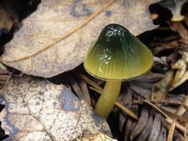 Hygrocybe_psittacina(mgw-06).jpg