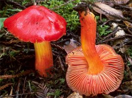 Hygrocybe_punicea2.jpg