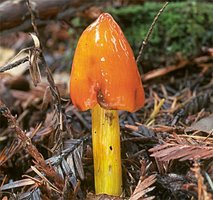 Hygrocybe_singeri1.jpg