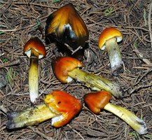 Hygrocybe_singeri(db-01).jpg