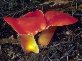 Hygrocybe_sp(mgw-01).jpg