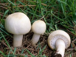 Agaricus_arvensis(fs-06).jpg