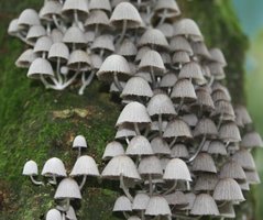 chapeludos_002.jpg