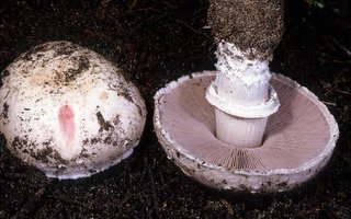 Agaricus_benesii(mgw-01).jpg