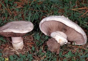 Agaricus_bernardii(fs-05).jpg