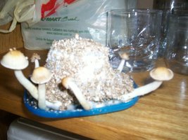 000_2503.jpg