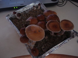 DSC03077.JPG