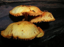 DSCN4510.JPG