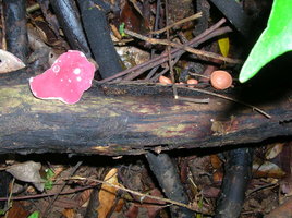 DSCN4477.JPG