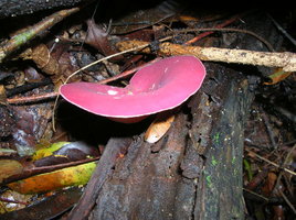 DSCN4480.JPG