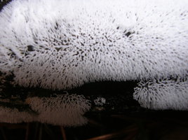 DSCN4455.JPG