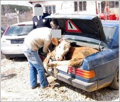 vaca-porta-malas.jpg