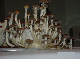 866351392-DSC03603.jpg