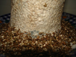 casing3.jpg