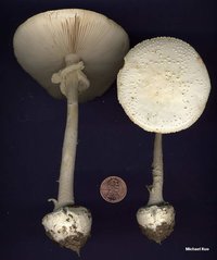 amanita_abrupta--03.jpg