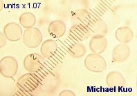 amanita_abrupta--04.jpg