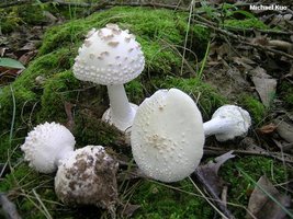 amanita_abrupta--05.jpg