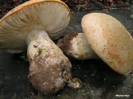 amanita_aprica_01.jpg