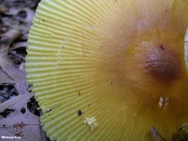 amanita_banningiana_04big.jpg