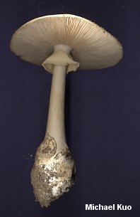 amanita_bisporigera_03.jpg