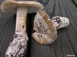 amanita_breckonii_01.jpg