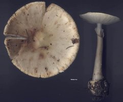 amanita_brunnescens_04big.jpg