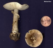 amanita_brunnescens_06.jpg