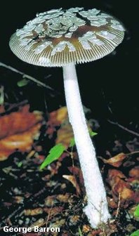 barron_amanita_ceciliae_01_thumb.jpg