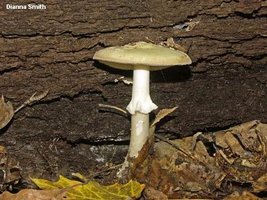 dsmith_amanita_citrina_01.jpg