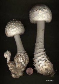 amanita_cokeri_02big.jpg