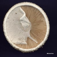 amanita_cokeri_03big.jpg
