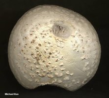 amanita_cokeri_05big.jpg