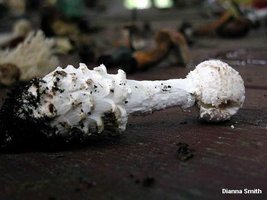 dsmith_amanita_cokeri_01.jpg