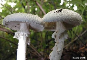 dsmith_amanita_cokeri_02.jpg
