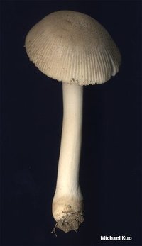 amanita_farinosa_01big.jpg