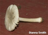 dsmith_amanita_farinosa_01_thumb.jpg