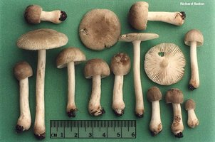 nadon_amanita_farinosa.jpg