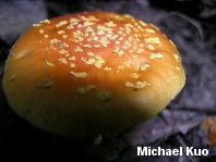 amanita_flavoconia_05_thumb.jpg