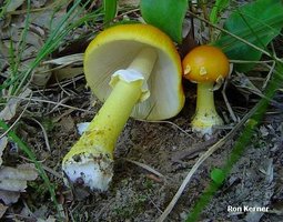 kerner_amanita_flavoconia_01.jpg