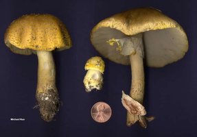 amanita_flavorubescens_02big.jpg