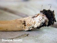 dsmith_amanita_fulva_01_thumb.jpg