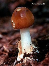 kaminski_amanita_fulva.jpg